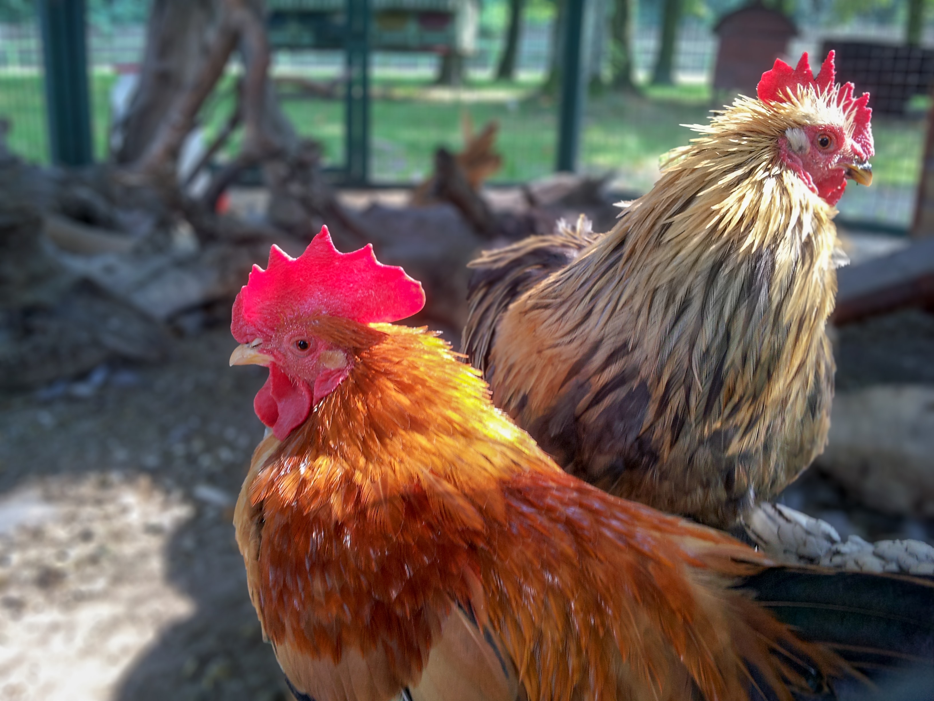 Feasibility Study for the Establishment of a Poultry Feeds Processing Plant in Homa Bay County
